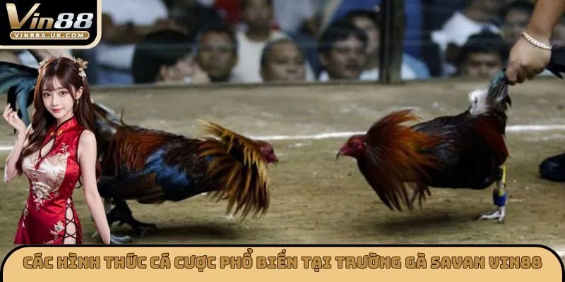 Các hình thức cá cược phổ biến tại trường gà Savan VIN88
