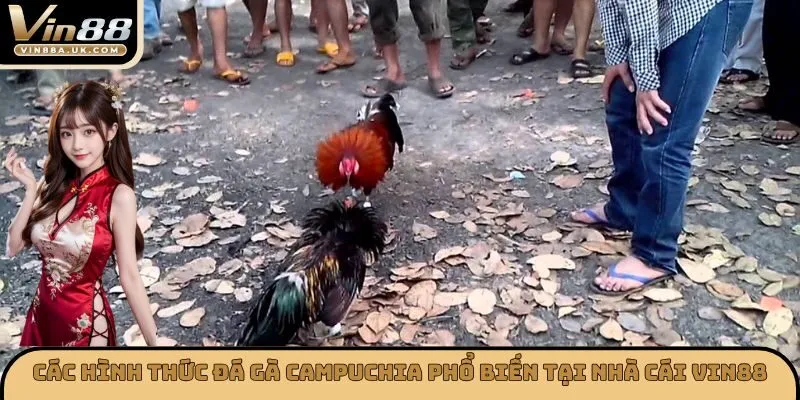 Các hình thức đá gà Campuchia phổ biến tại nhà cái VIN88