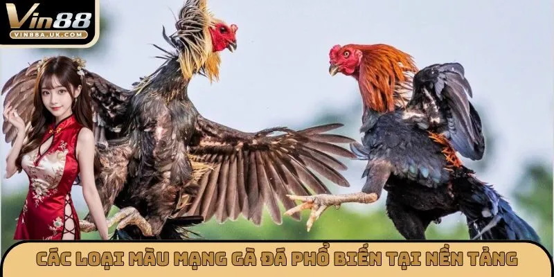 Các loại màu mạng gà đá phổ biến tại nền tảng