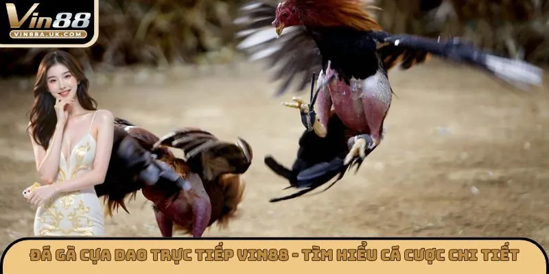 Đá Gà Cựa Dao Trực Tiếp
