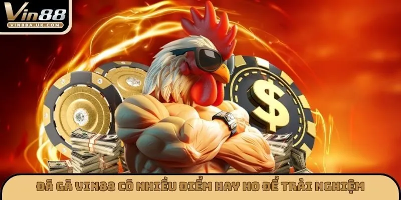 Đá gà VIN88 có nhiều điểm hay ho để trải nghiệm