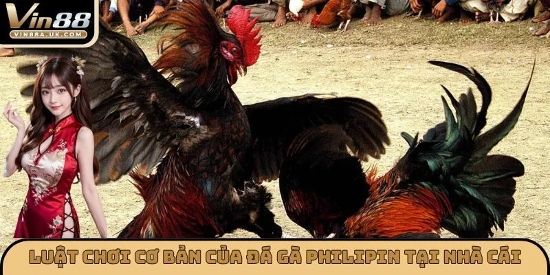 Luật chơi cơ bản của đá gà Philipin tại nhà cái