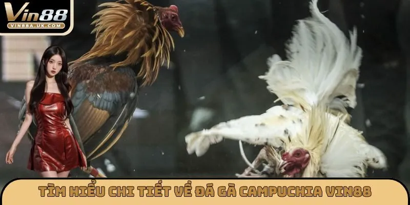 Tìm hiểu chi tiết về đá gà Campuchia VIN88